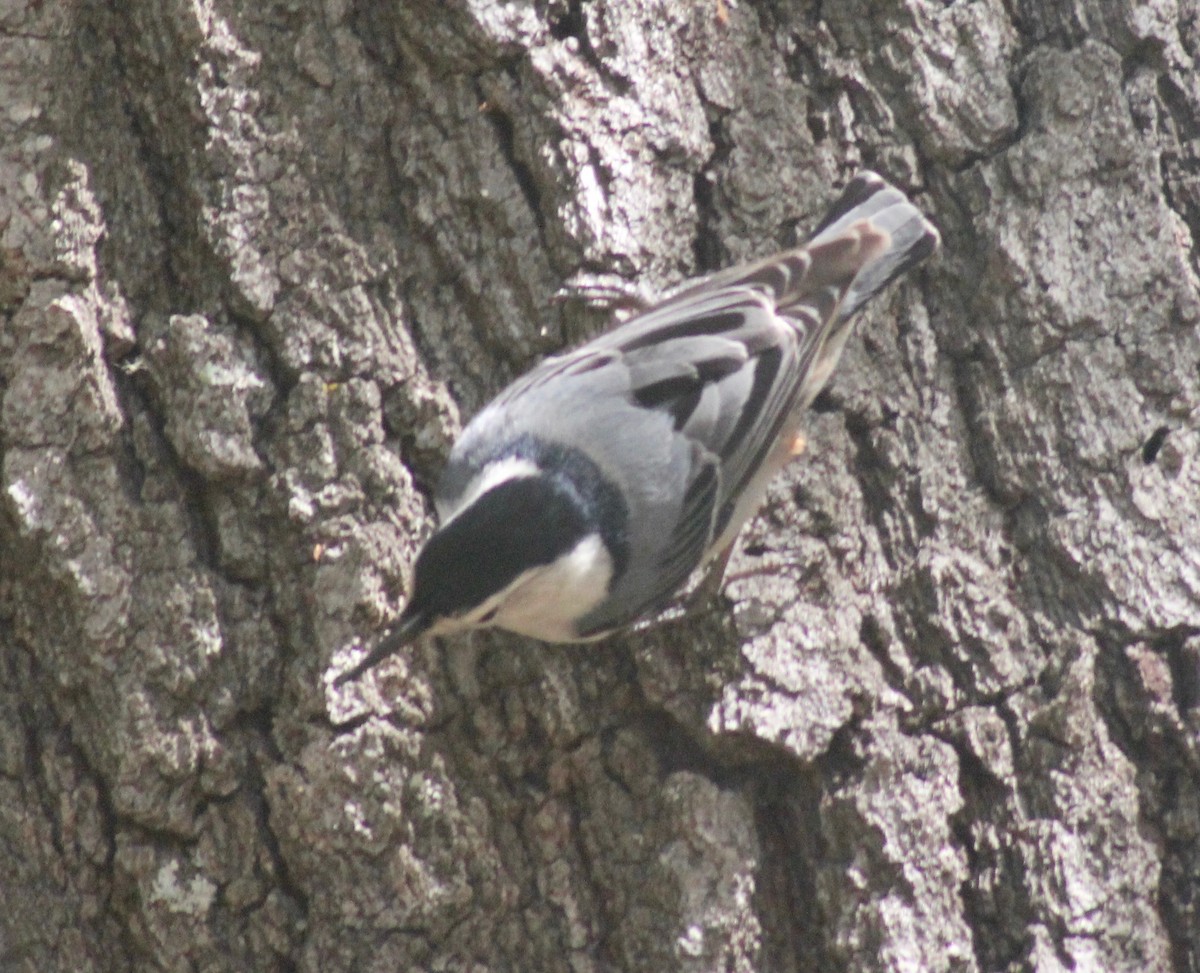 White-breasted Nuthatch - ML616570630