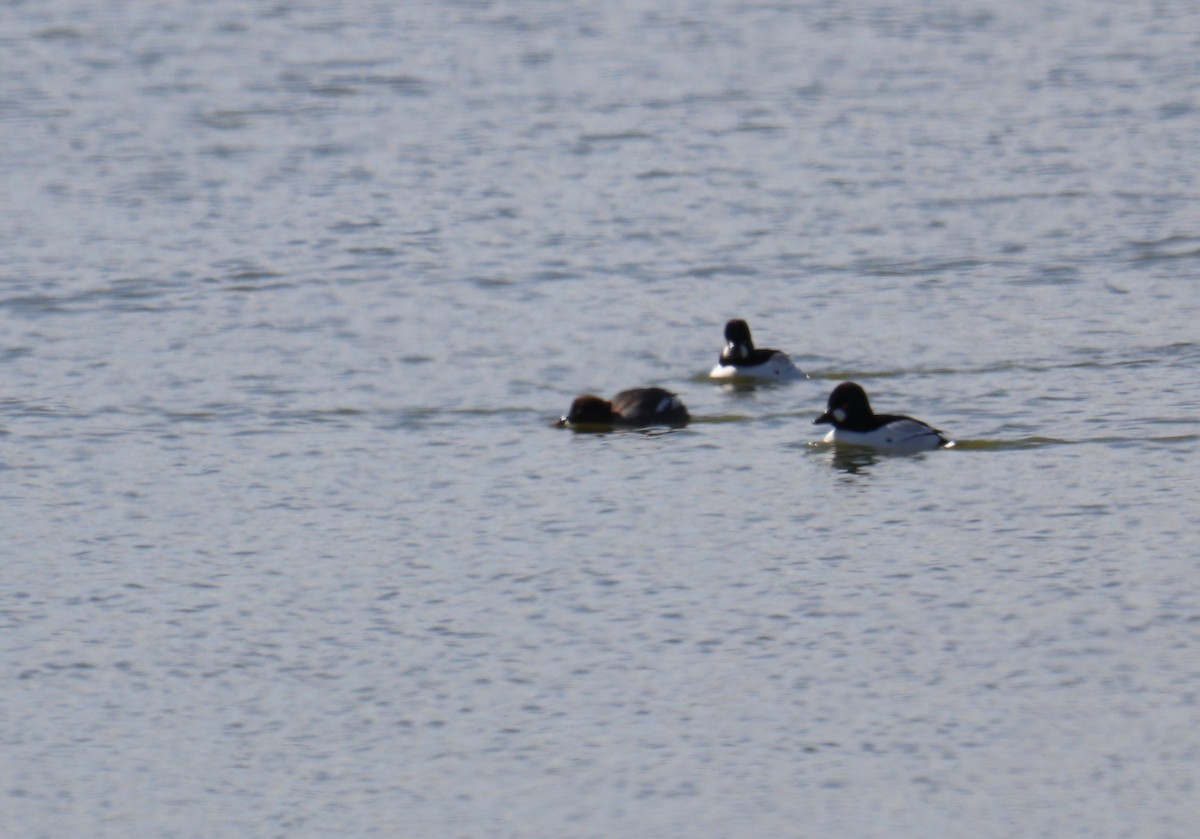 Common Goldeneye - ML616570649