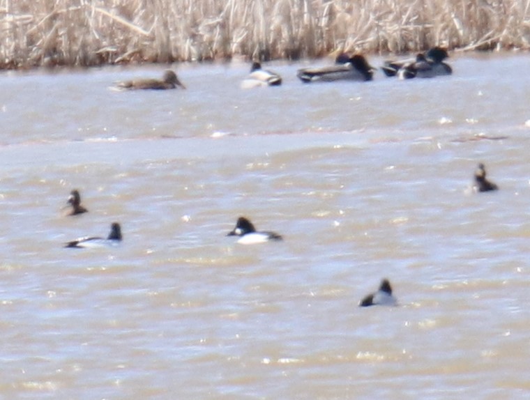 Common Goldeneye - ML616570650