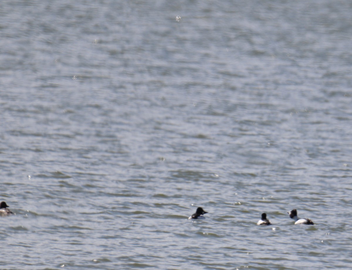 Common Goldeneye - ML616570652