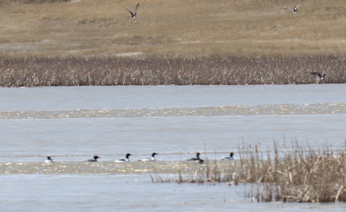 Common Merganser - ML616570677