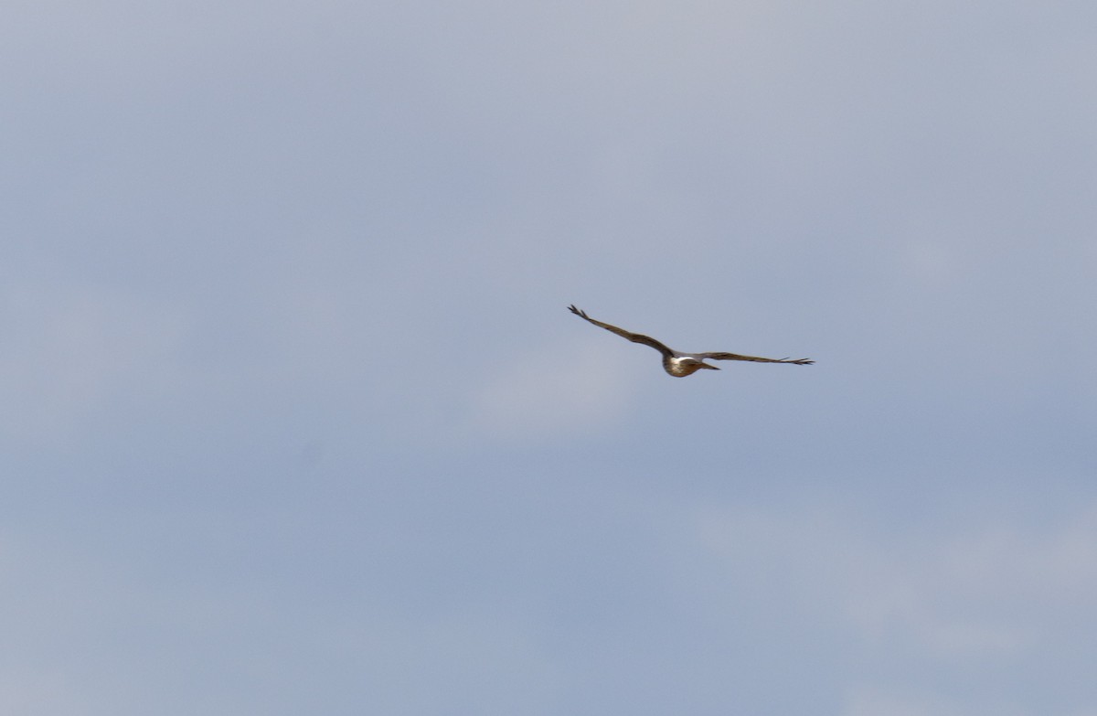 Northern Harrier - ML616570709