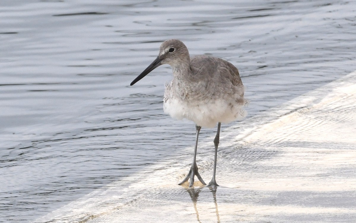 Willet - ML616570788