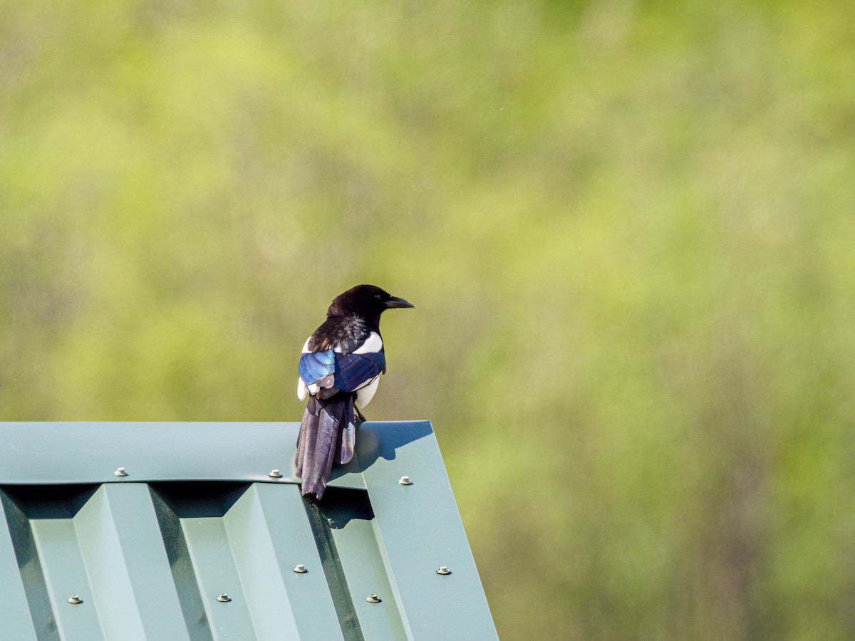 Black-billed Magpie - ML616570797