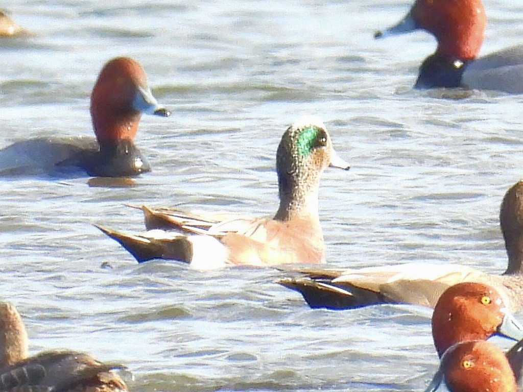 American Wigeon - ML616570849