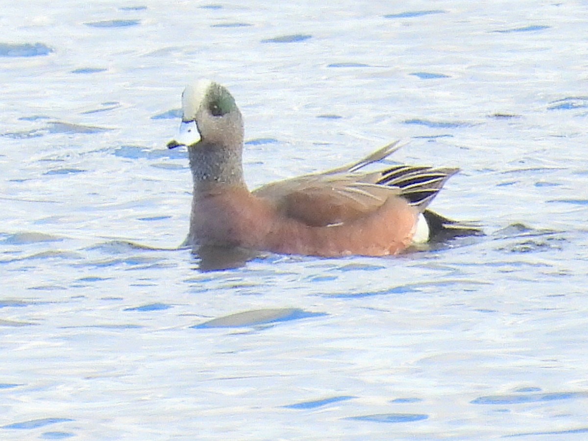 American Wigeon - ML616570852