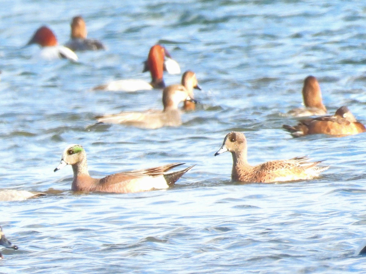 American Wigeon - ML616570853