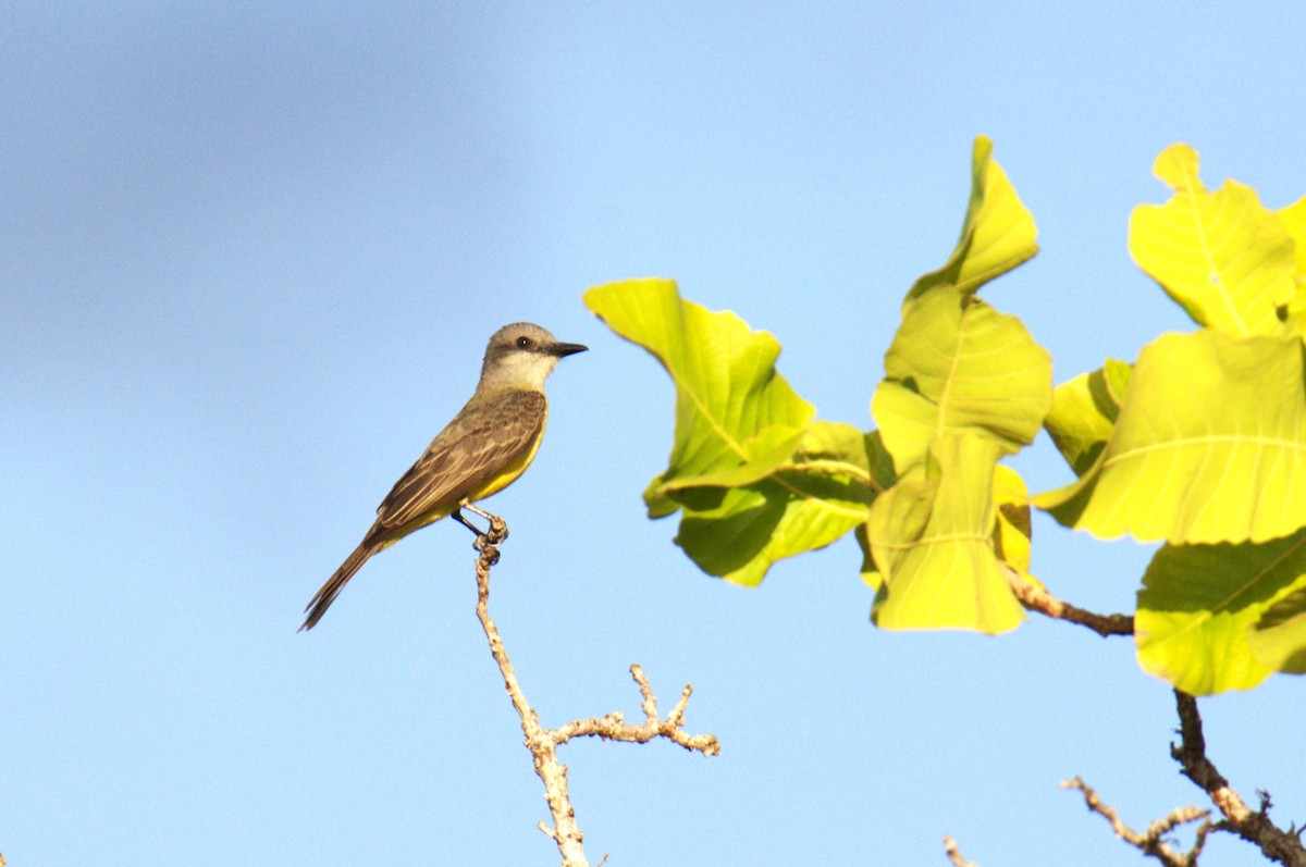 White-throated Kingbird - ML616570856