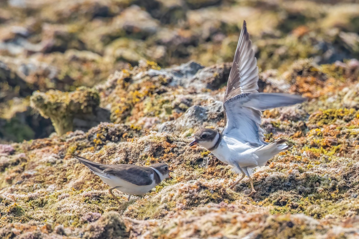 Semipalmated Plover - ML616570914