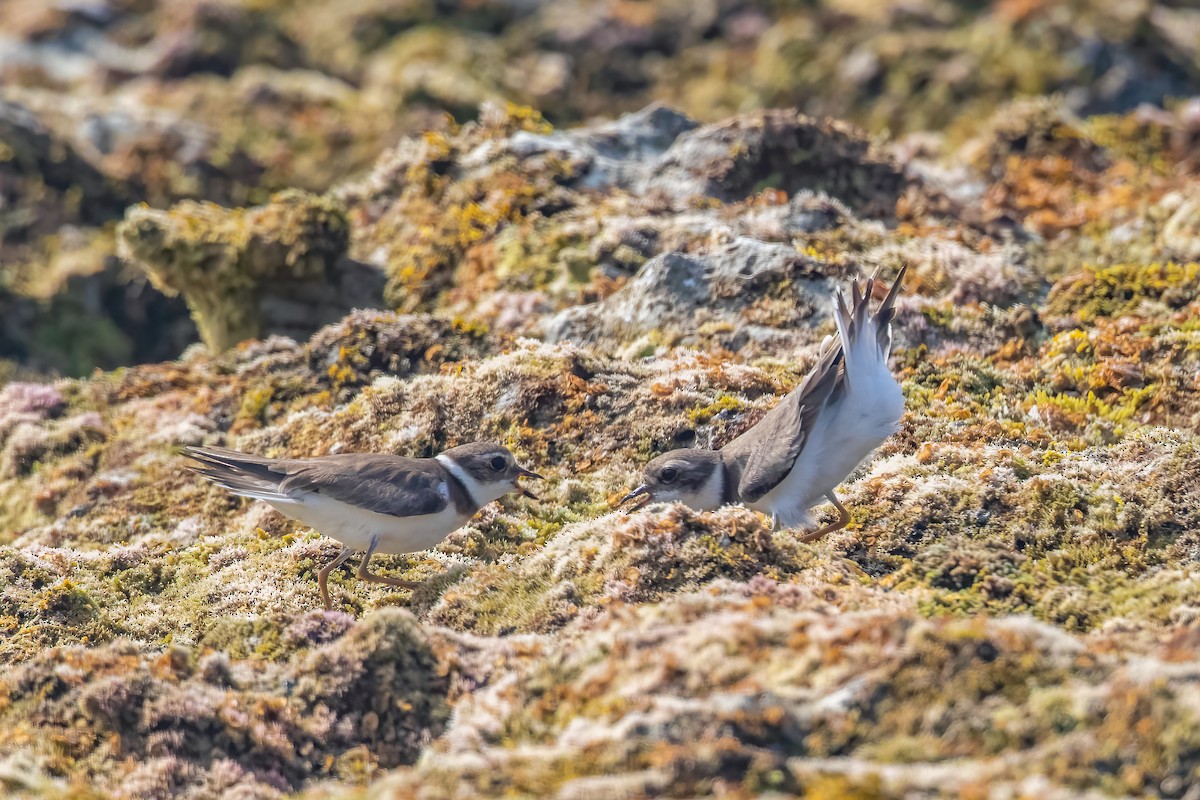 Semipalmated Plover - ML616570915