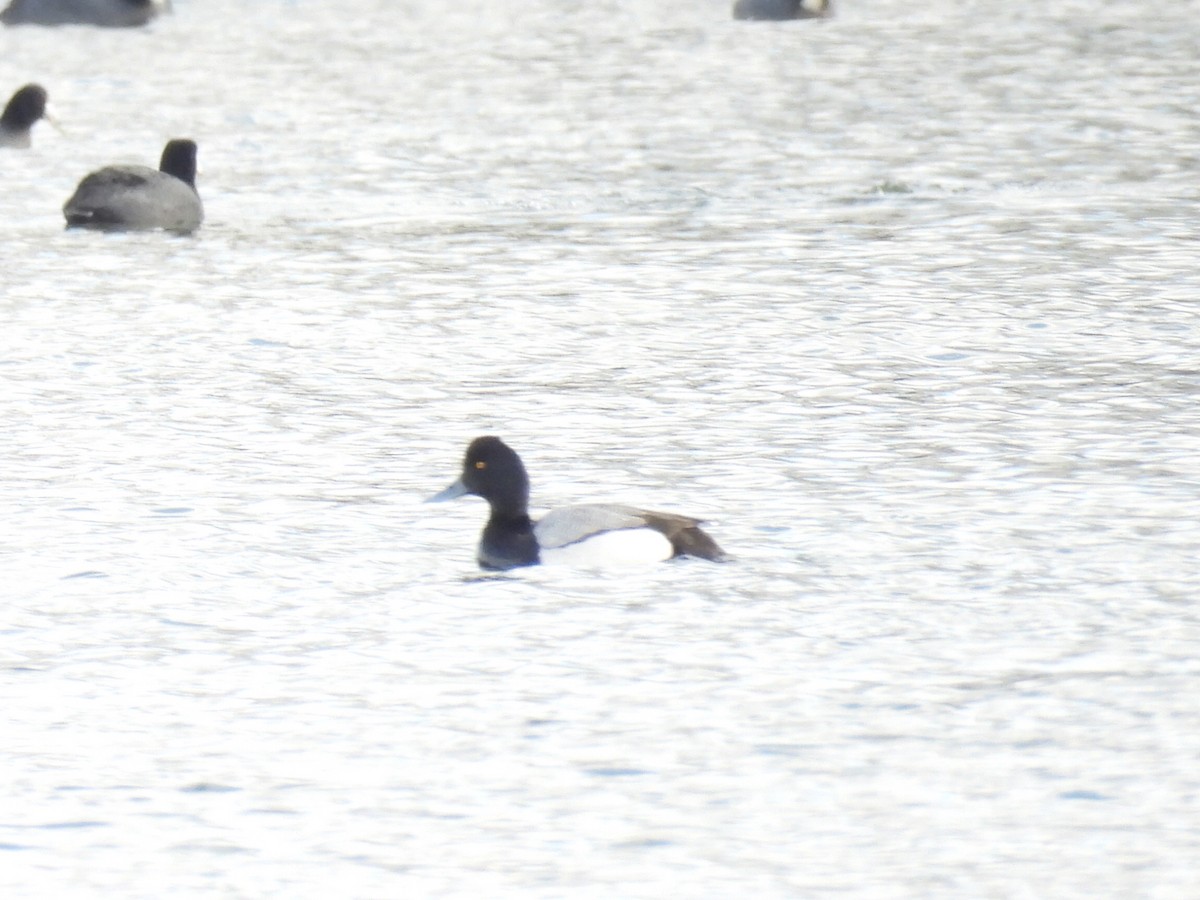 Lesser Scaup - ML616570919