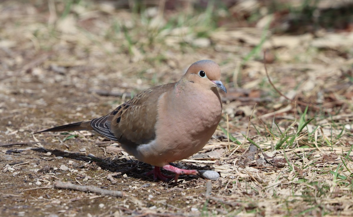 Mourning Dove - ML616570929