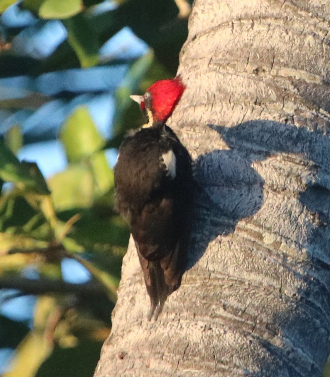 Lineated Woodpecker - ML616570930