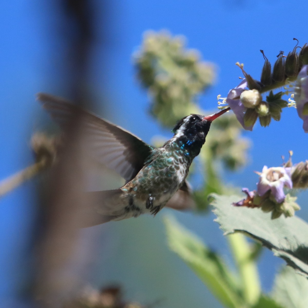 White-eared Hummingbird - ML616570954