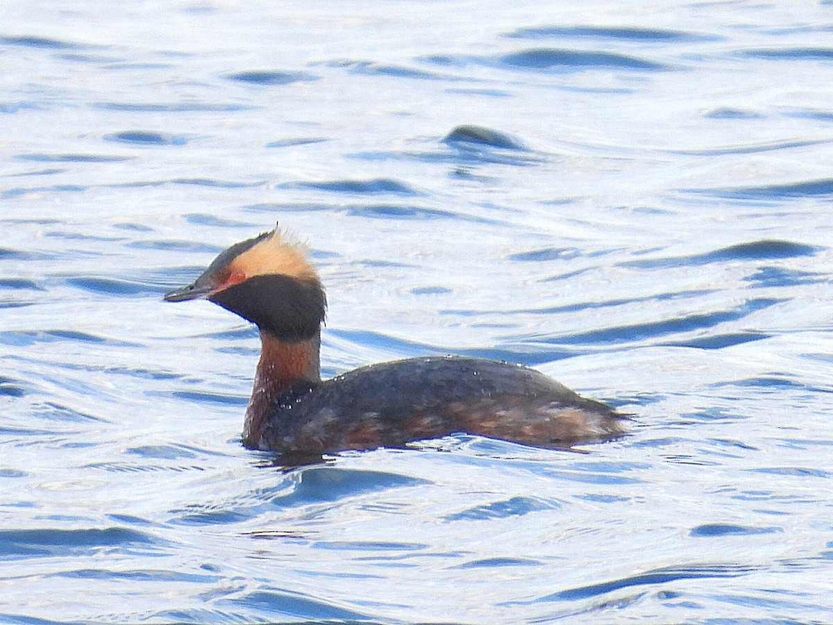 Horned Grebe - ML616570956