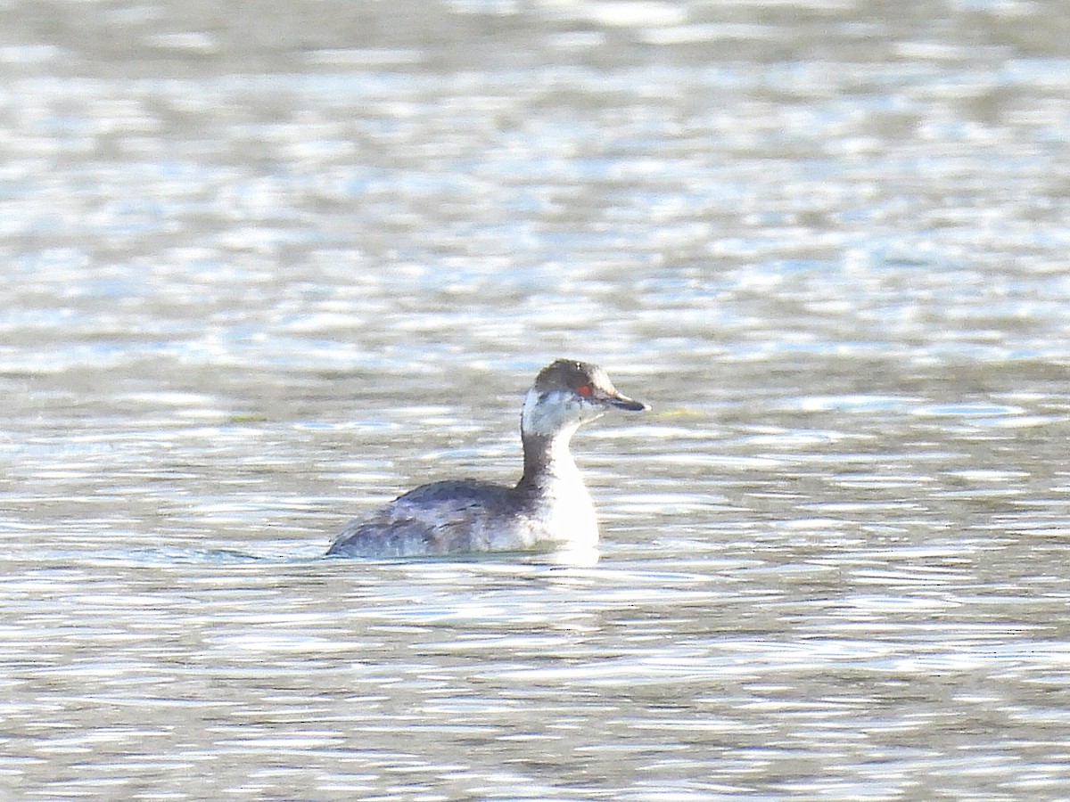 Horned Grebe - ML616570958