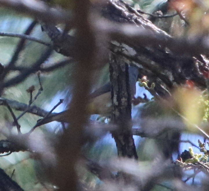 Gray Silky-flycatcher - ML616570968