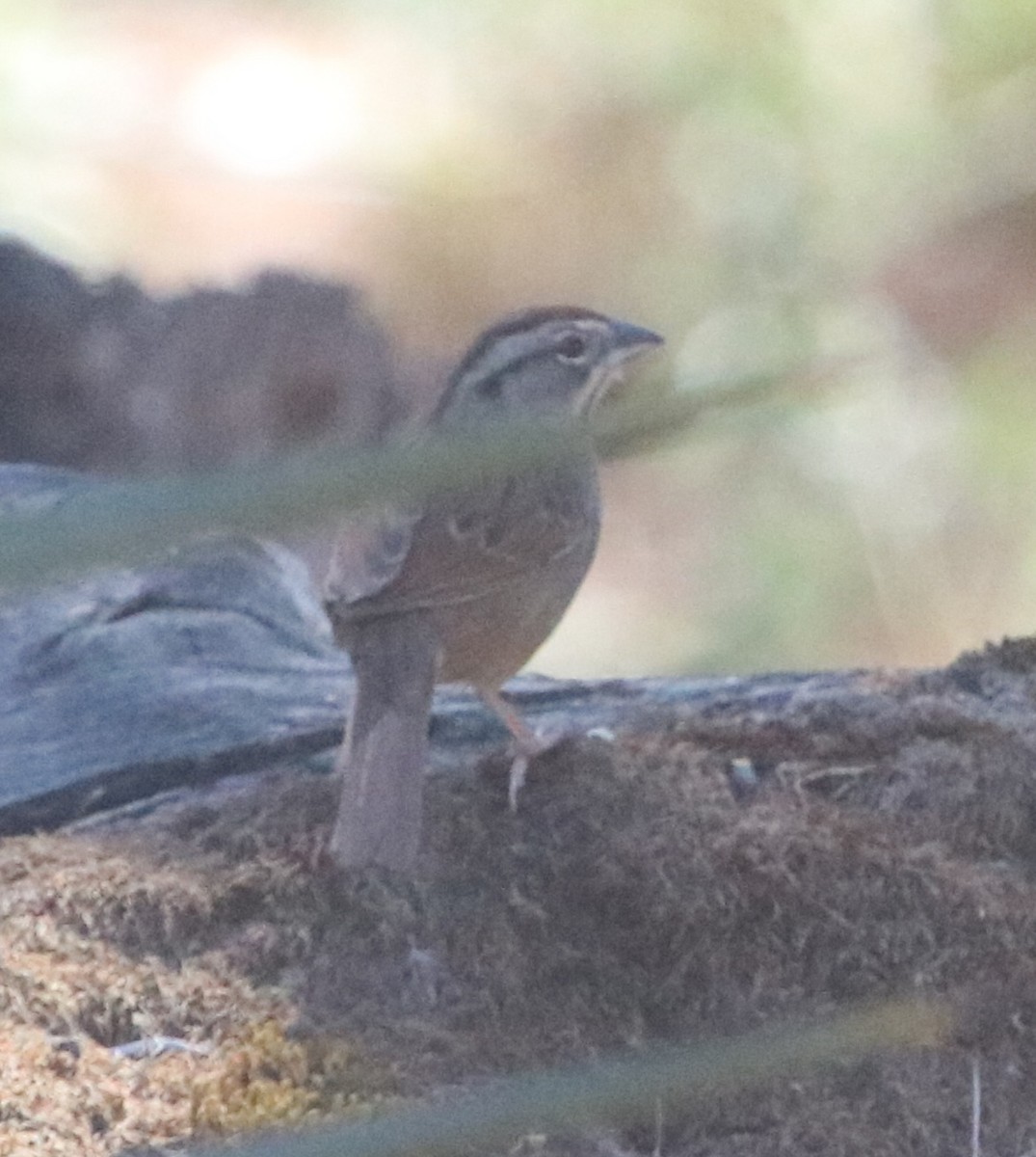 Rusty Sparrow - ML616570974