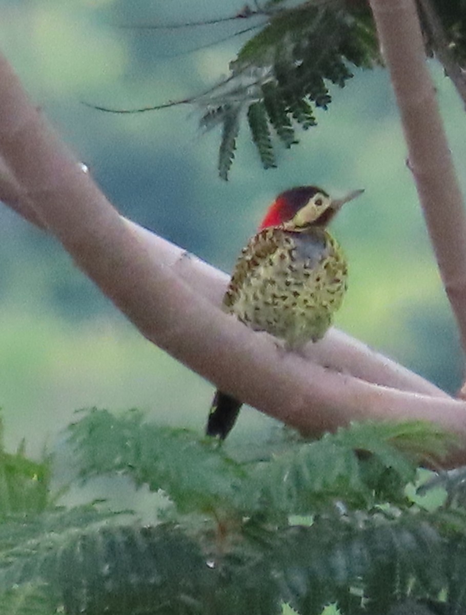 Green-barred Woodpecker (Golden-breasted) - ML616570976