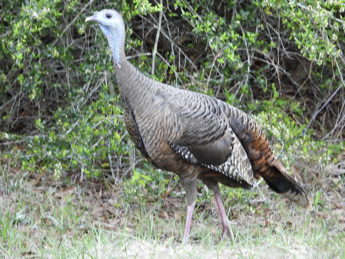 Wild Turkey - ML616570995