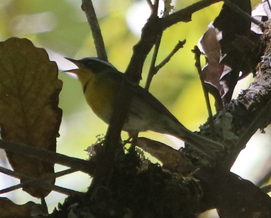 Crescent-chested Warbler - ML616570996