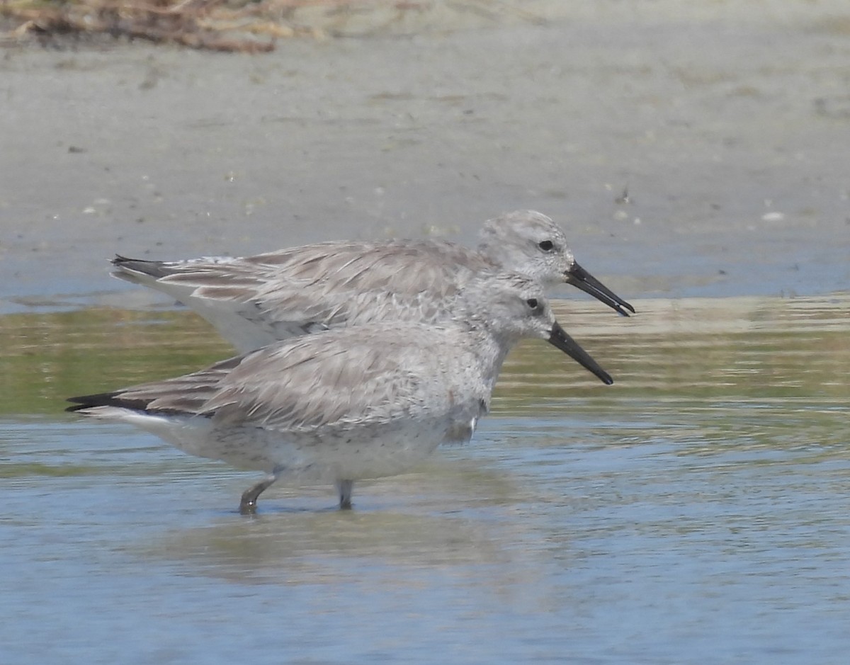 Red Knot - ML616571009