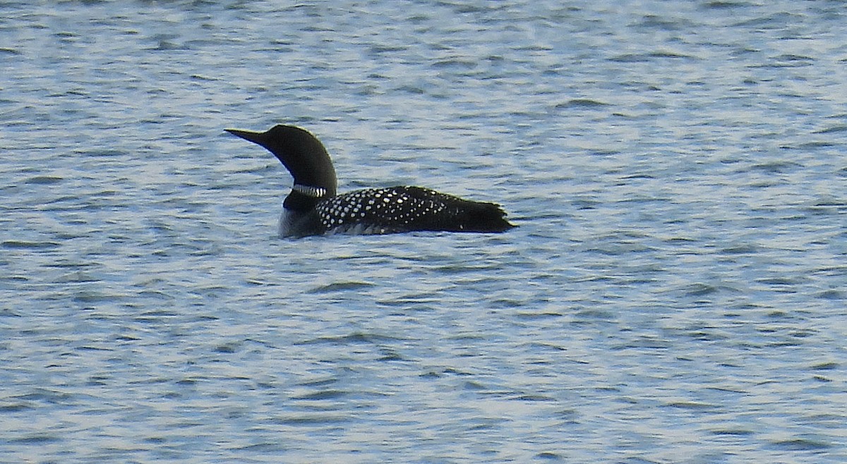 Common Loon - ML616571022