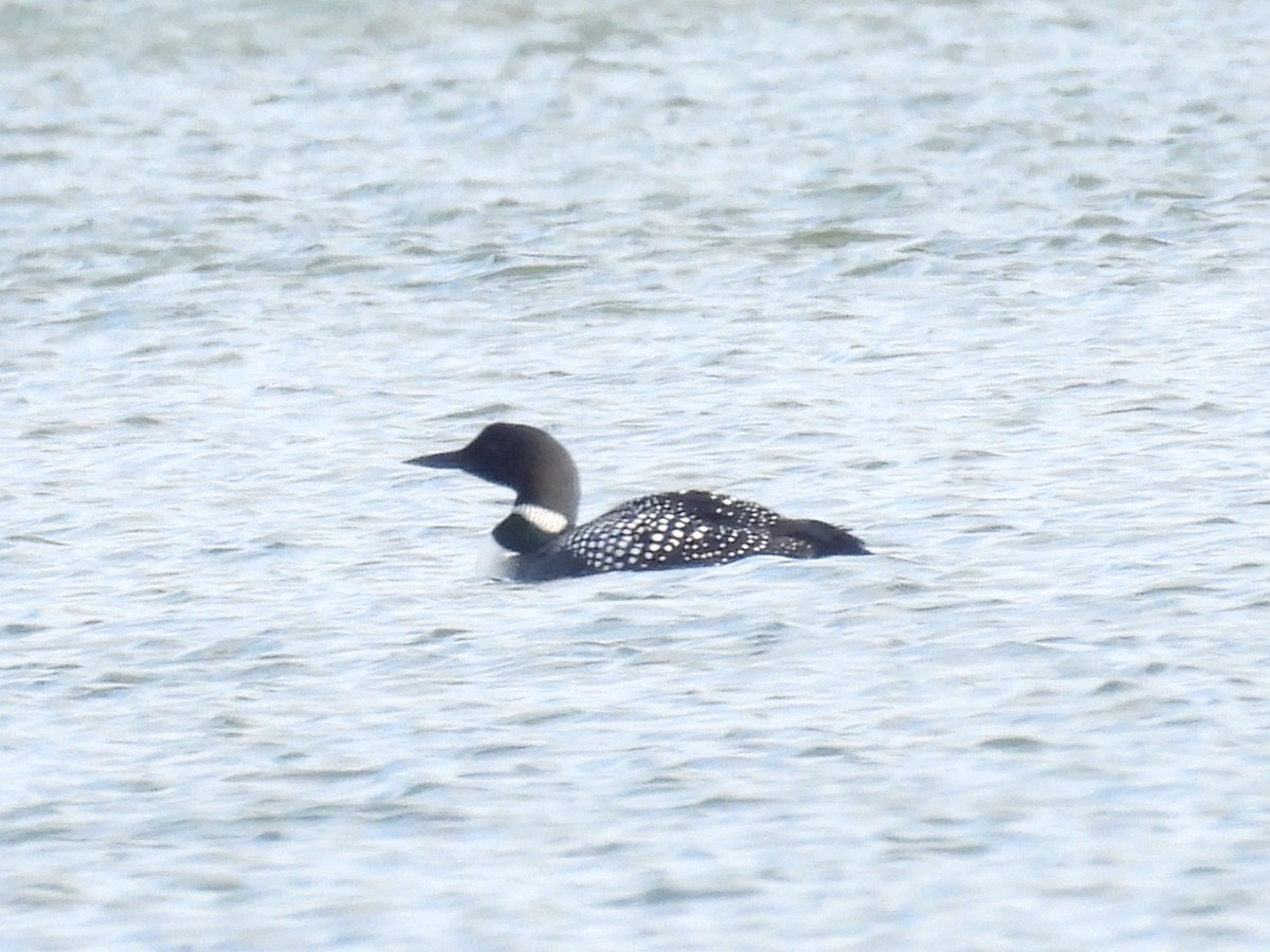 Common Loon - ML616571023