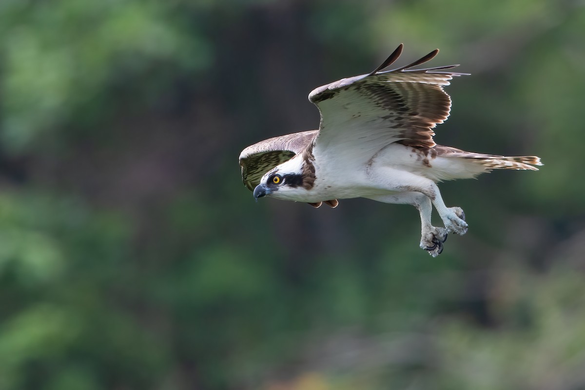 Águila Pescadora - ML616571027