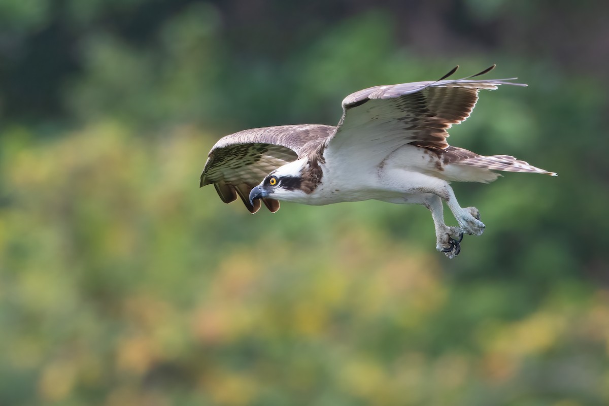 Osprey - ML616571028