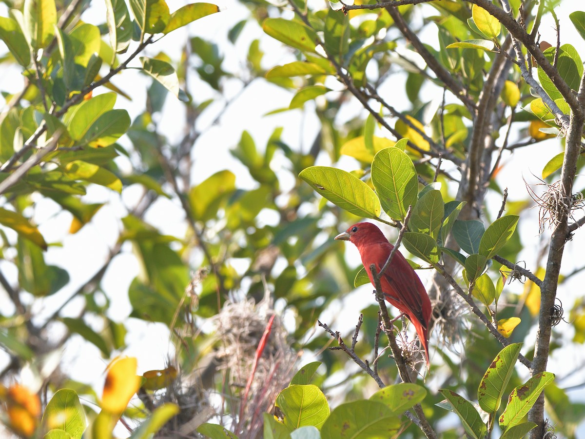 Summer Tanager - lucas valderas