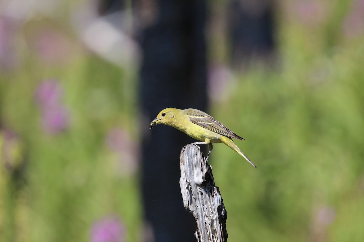 Western Tanager - ML616571052