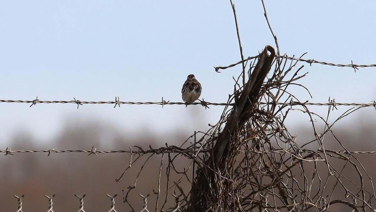 Song Sparrow - ML616571120