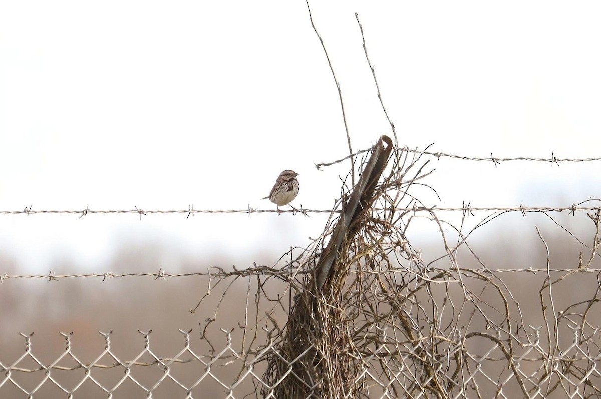 Song Sparrow - ML616571124