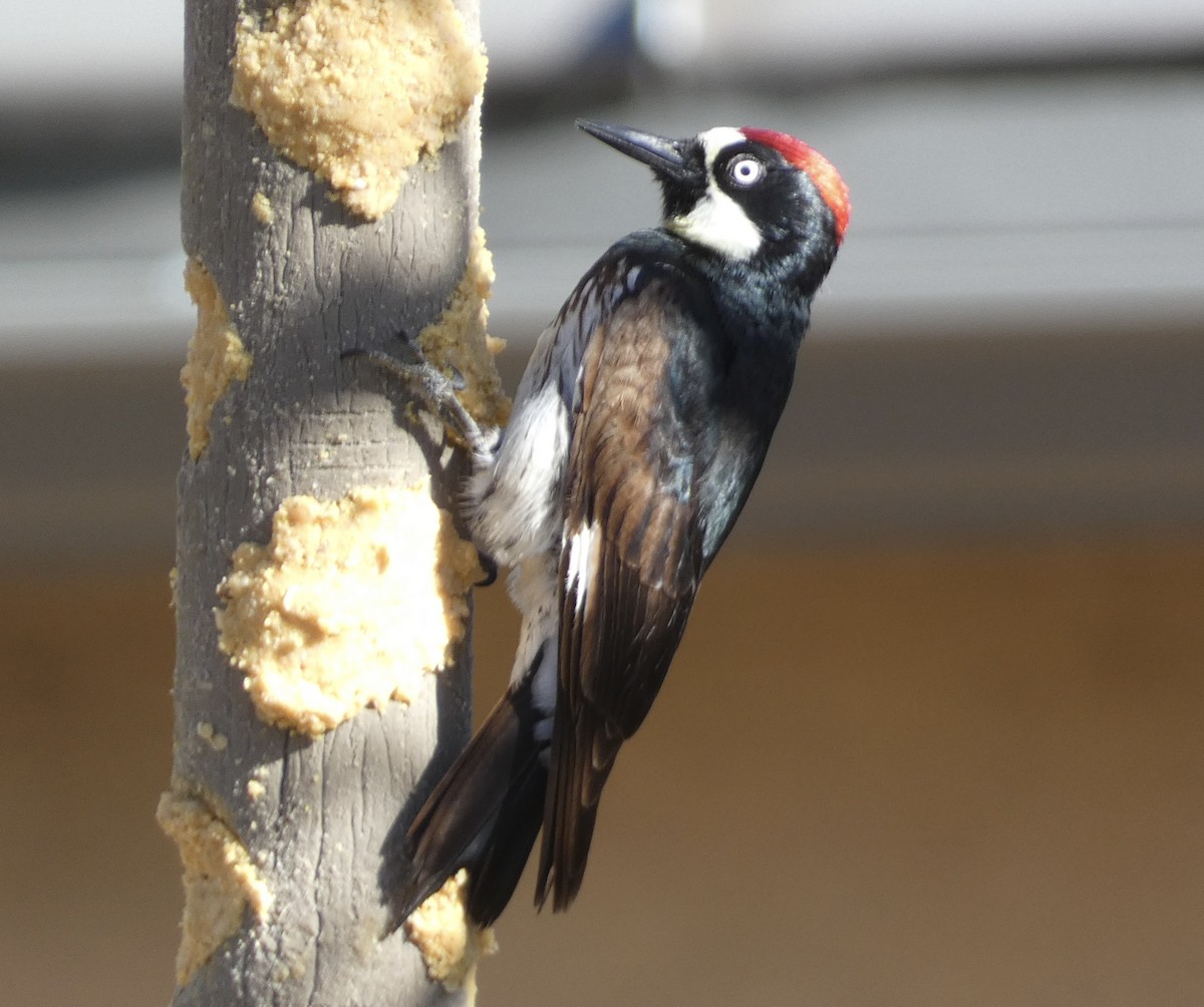 Acorn Woodpecker - Ken Villebro