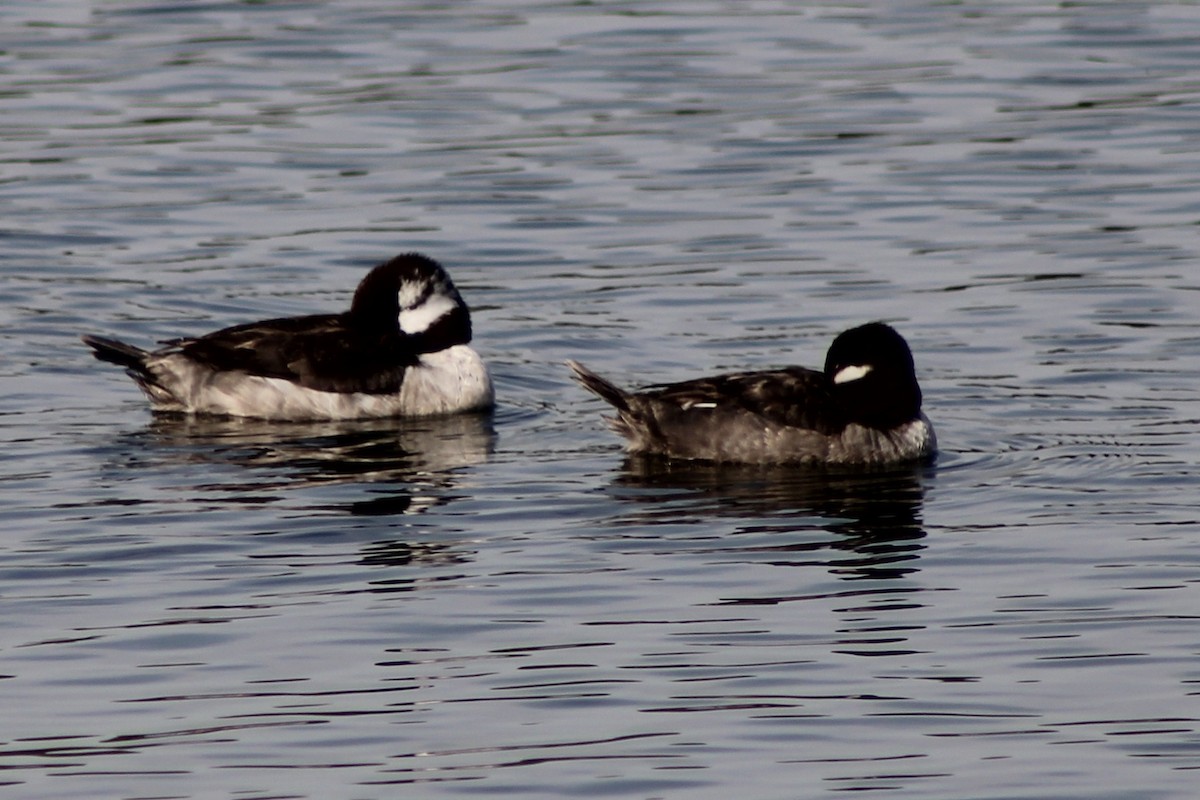 Bufflehead - ML616571146