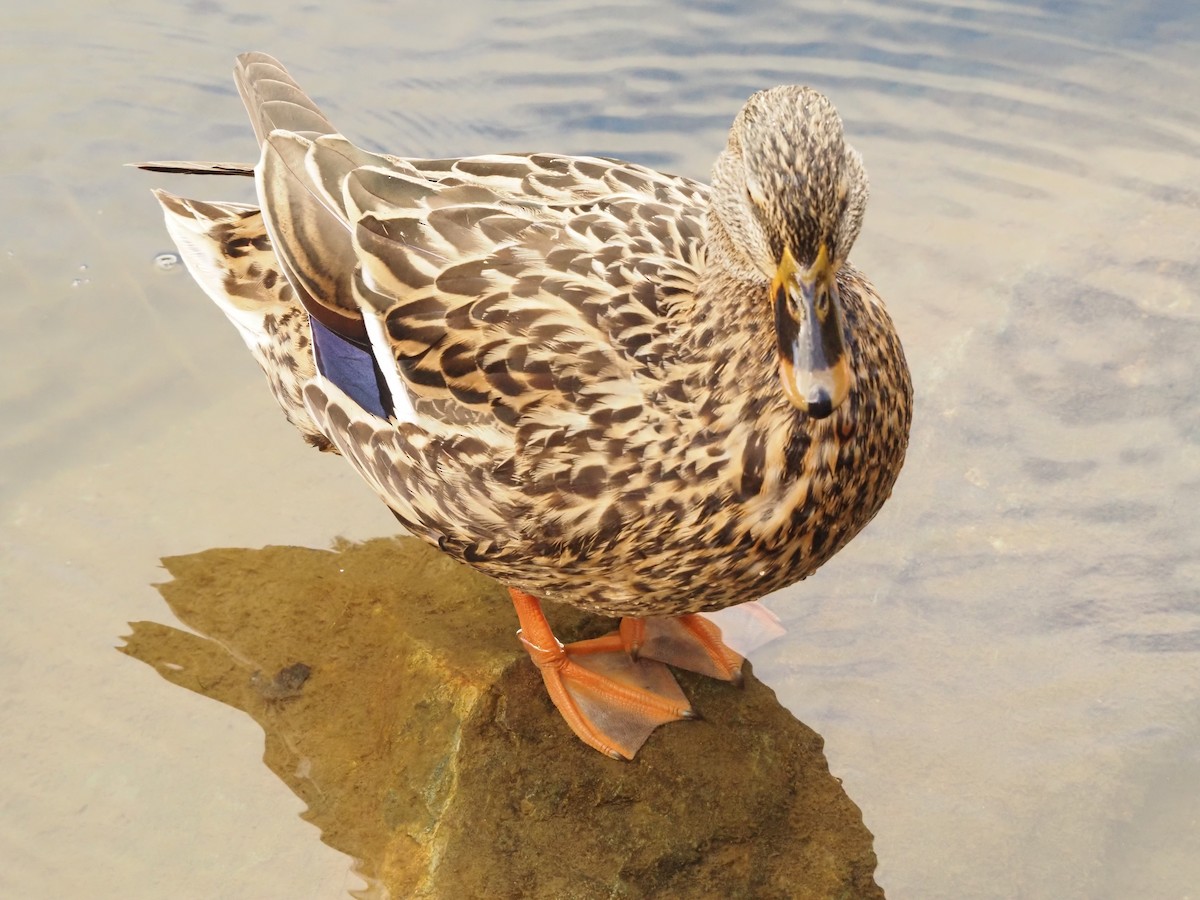 Mallard - Coral Ridley