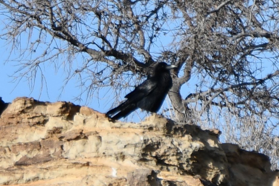 Common Raven - ML616571157