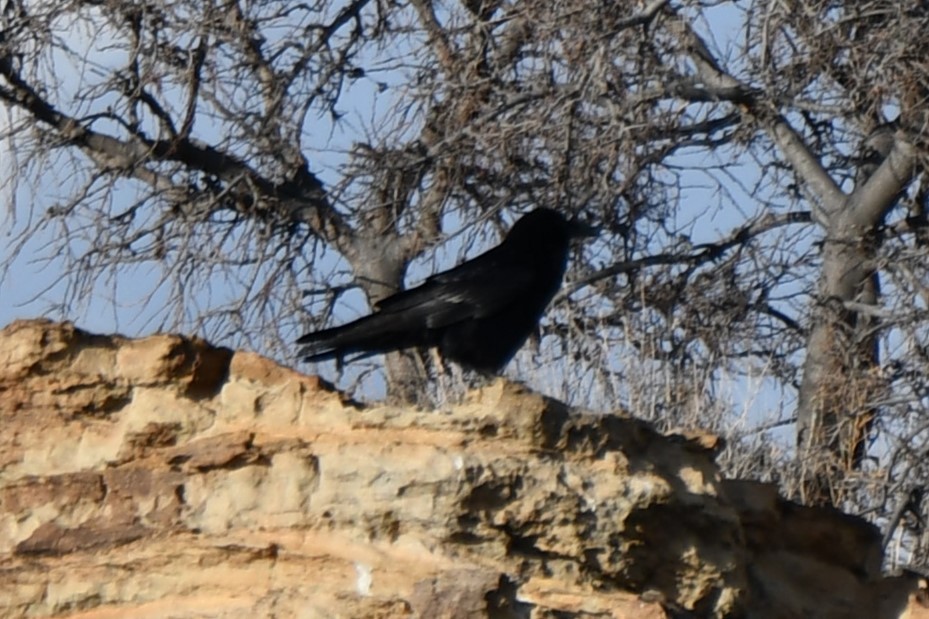 Common Raven - ML616571158