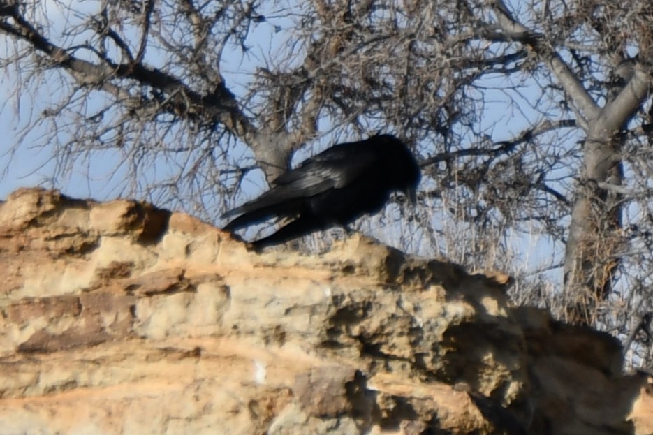 Common Raven - ML616571159