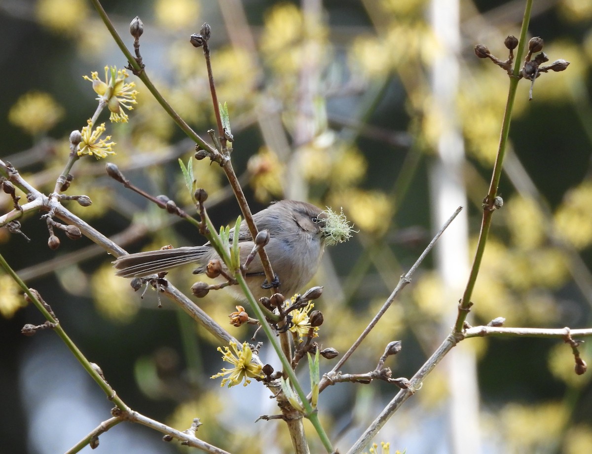 Bushtit - ML616571170