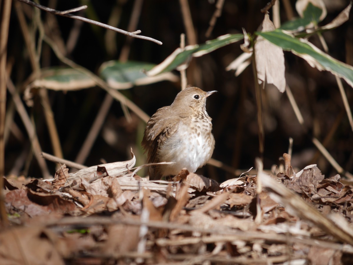 Hermit Thrush - ML616571206