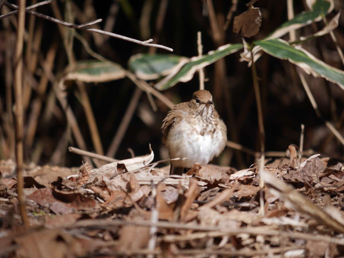 Hermit Thrush - ML616571207