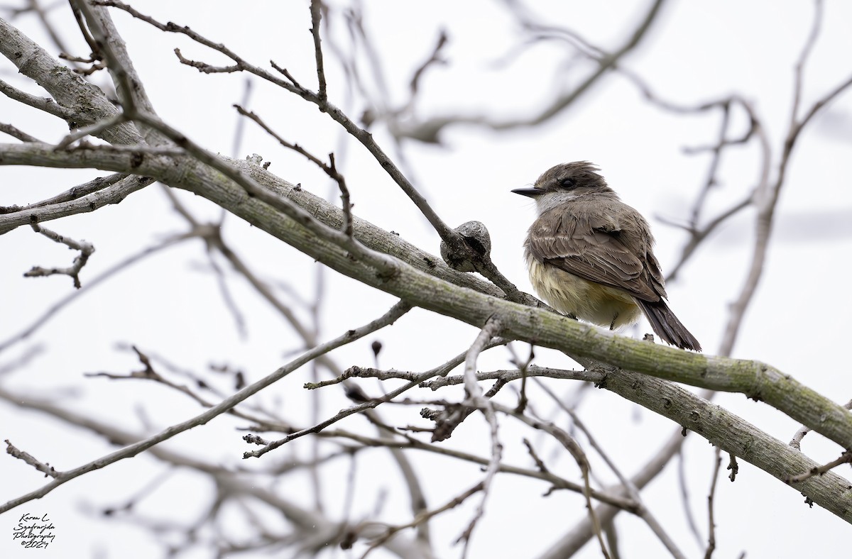 Vermilion Flycatcher - ML616571228