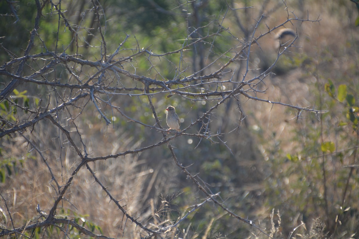 Red-billed Quelea - Nicholas Lechmanik