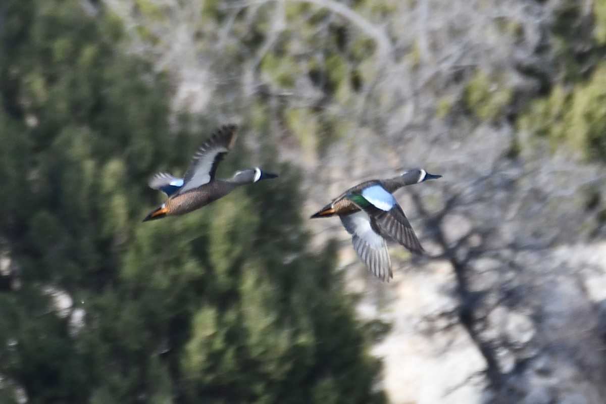 Blue-winged Teal - ML616571270