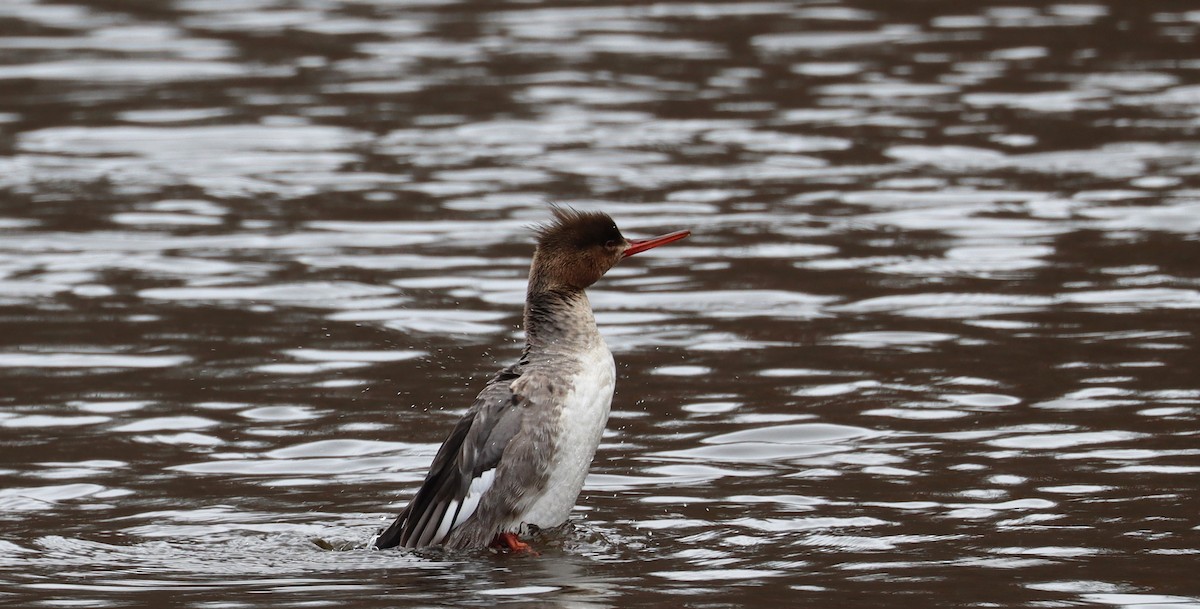 Red-breasted Merganser - ML616571286