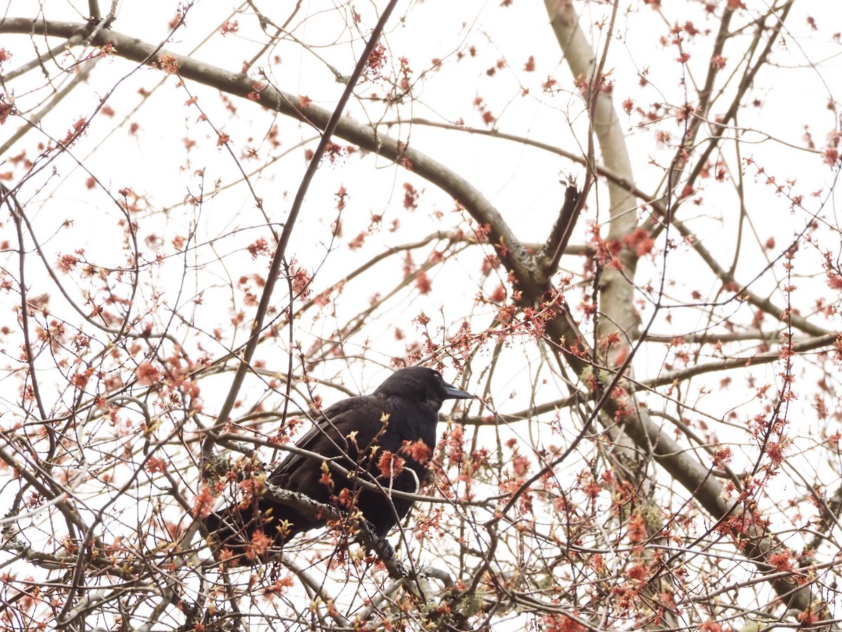 American Crow - ML616571287