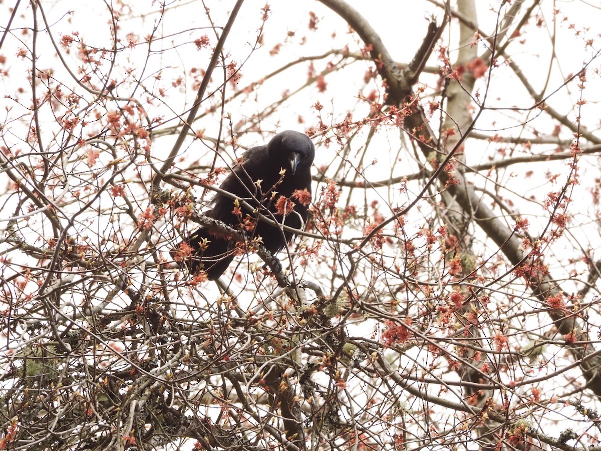 American Crow - ML616571290