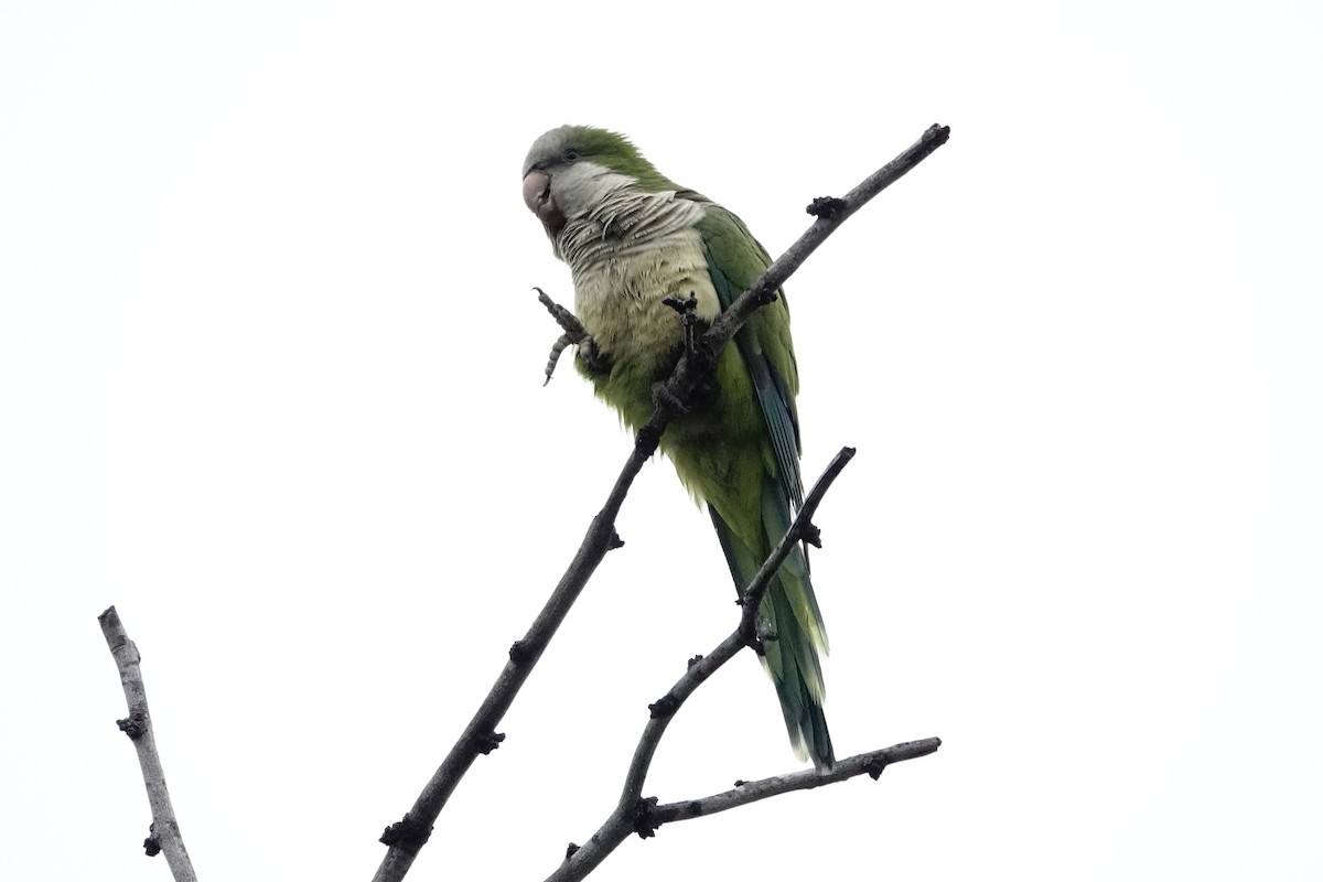 Papagai bulargrisa - ML616571359